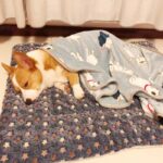 Cosy Calming Pet Blanket