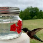 Hummingbird water feeder